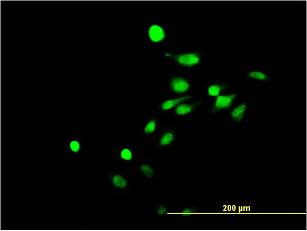 NR4A3 Antibody in Immunocytochemistry (ICC/IF)