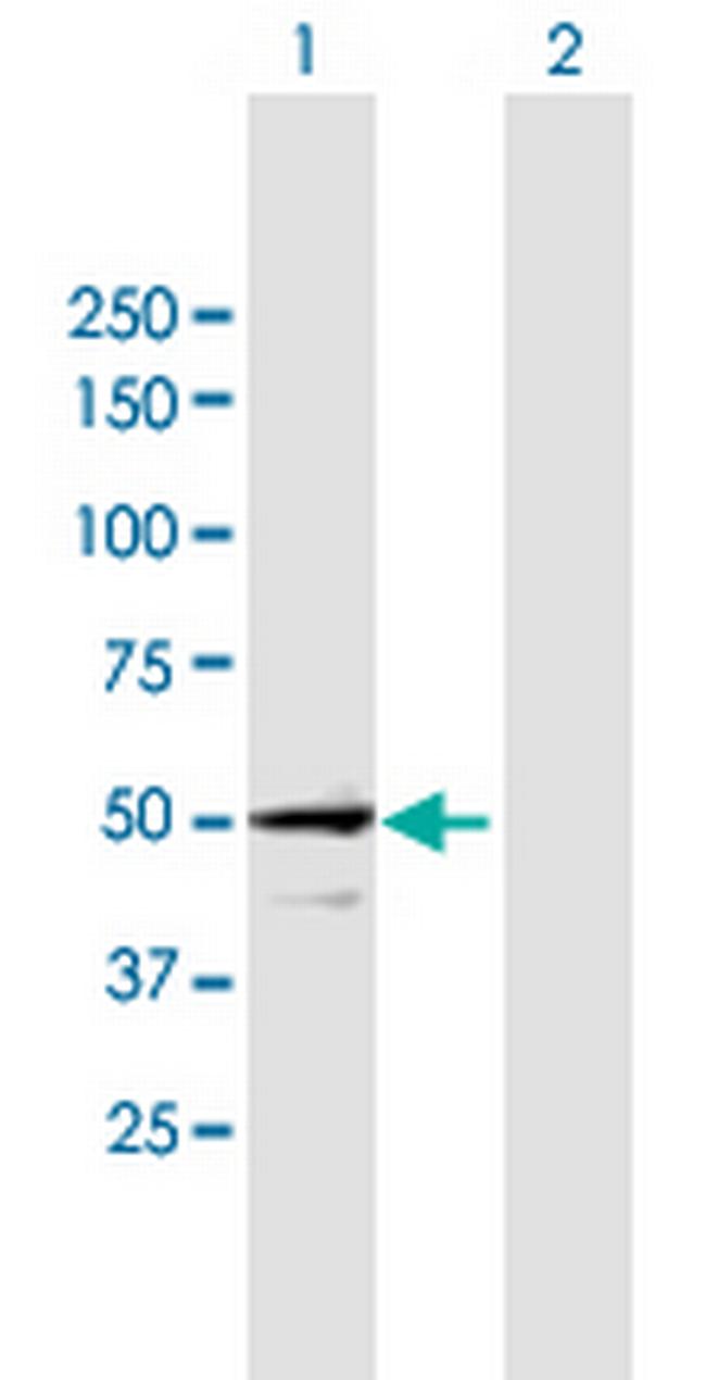 STAM Antibody in Western Blot (WB)