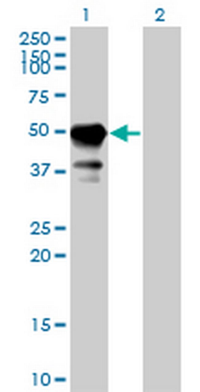 STAM Antibody in Western Blot (WB)