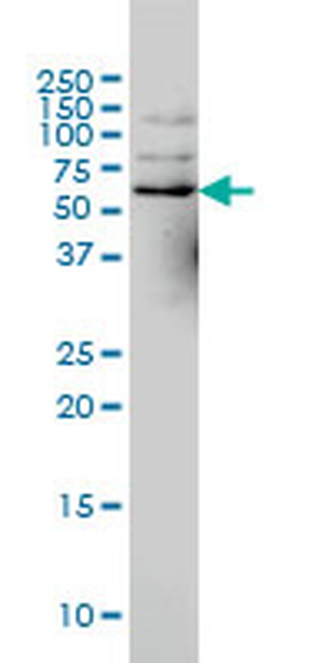 NCOA4 Antibody in Western Blot (WB)