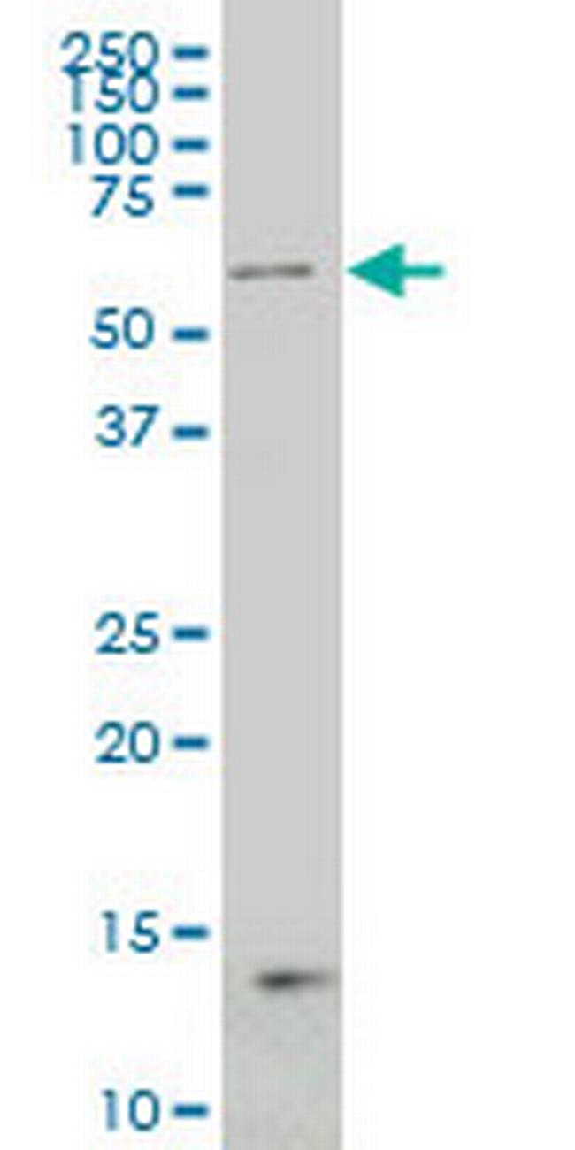 NCOA4 Antibody in Western Blot (WB)