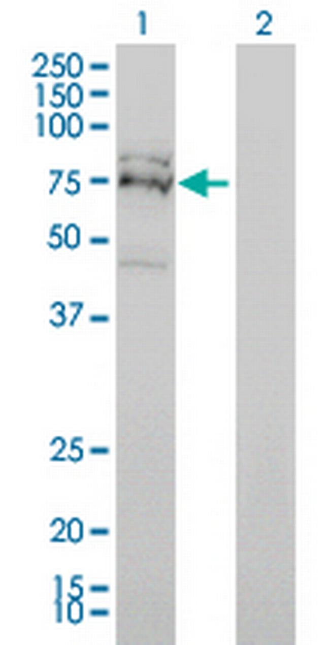 FXR1 Antibody in Western Blot (WB)