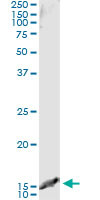 TCL1A Antibody in Immunoprecipitation (IP)