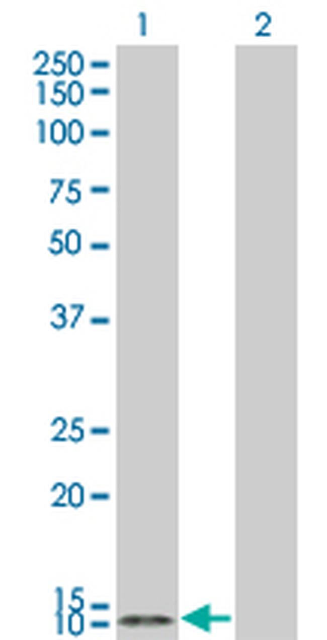 TCL1A Antibody in Western Blot (WB)