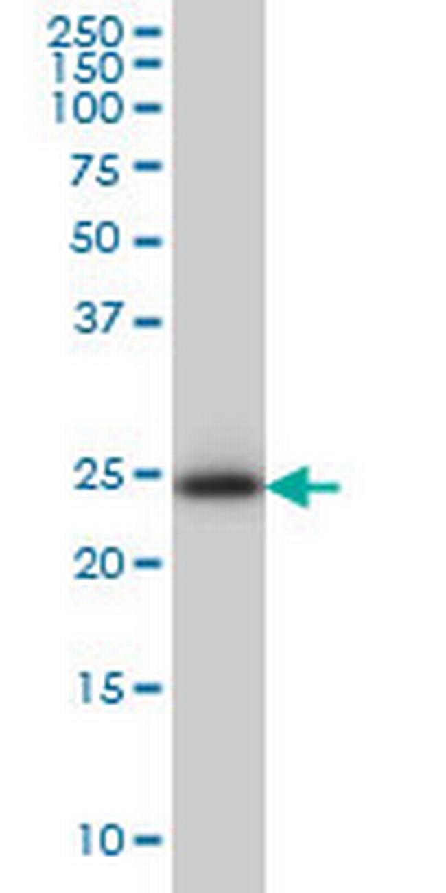 C21orf33 Antibody in Western Blot (WB)