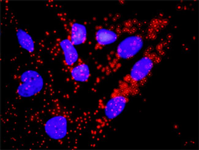 CDC45L Antibody in Proximity Ligation Assay (PLA) (PLA)