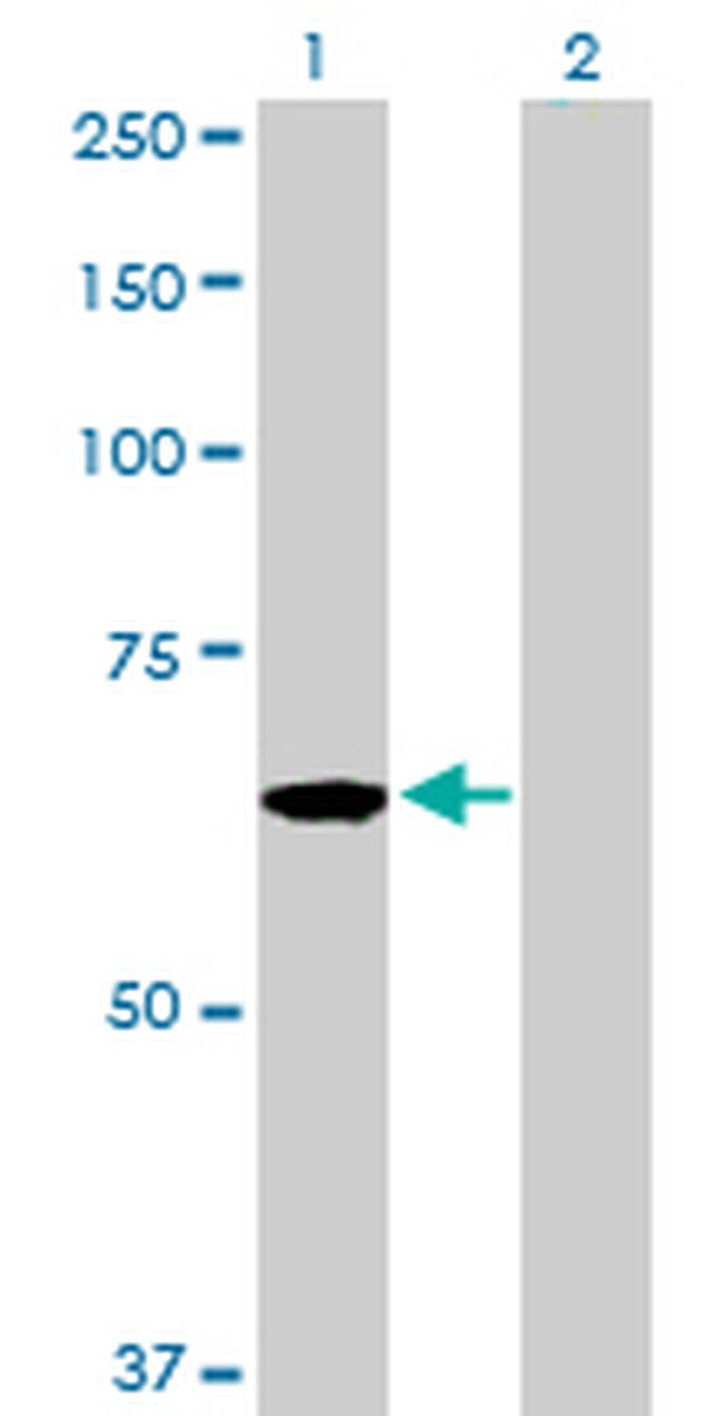 CDC45L Antibody in Western Blot (WB)