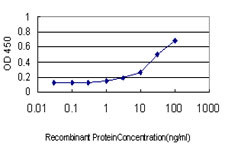 CDC45L Antibody in ELISA (ELISA)