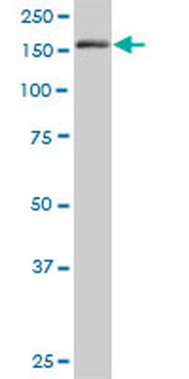 EEA1 Antibody in Western Blot (WB)