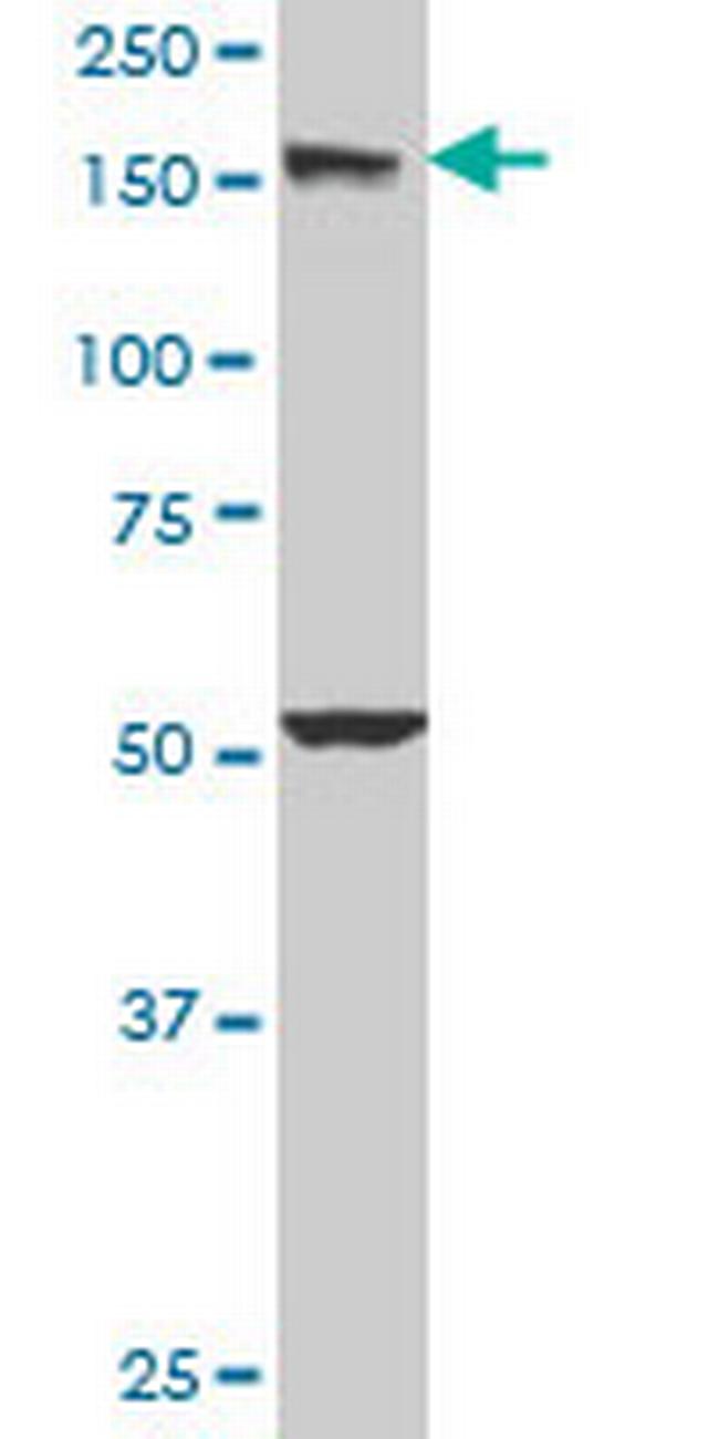 EEA1 Antibody in Western Blot (WB)