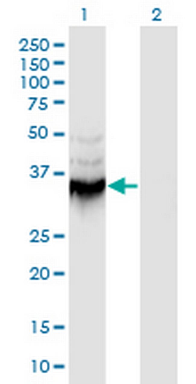 ANXA9 Antibody in Western Blot (WB)