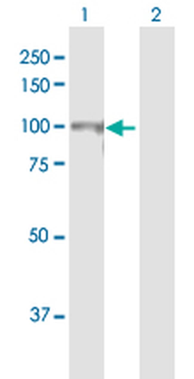 CUL4B Antibody in Western Blot (WB)