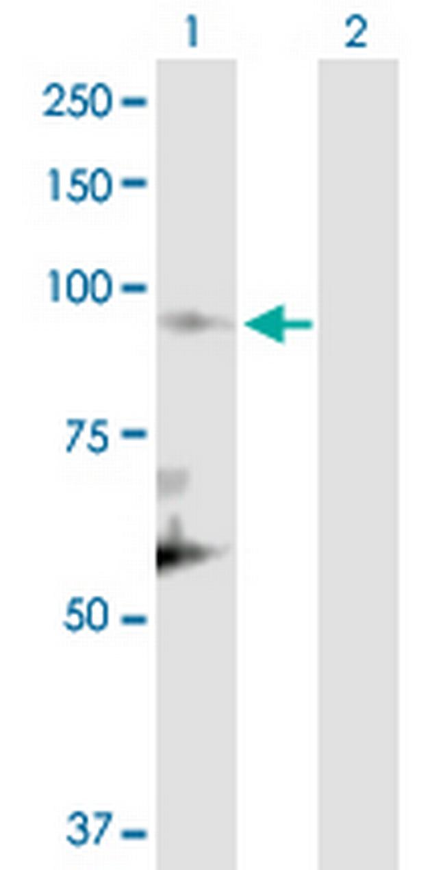 CUL1 Antibody in Western Blot (WB)