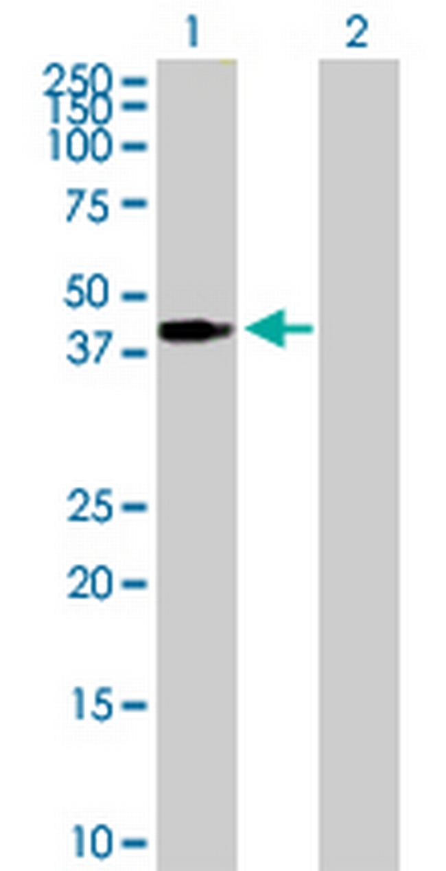 PEX3 Antibody in Western Blot (WB)