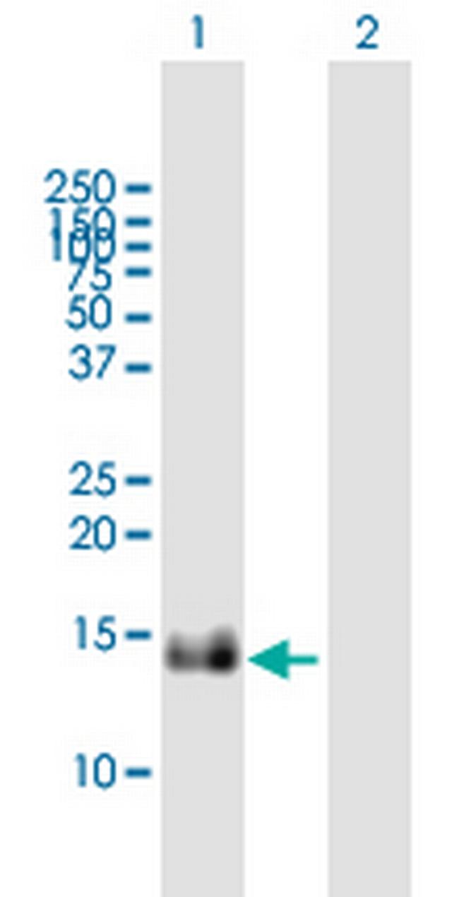 IFITM1 Antibody in Western Blot (WB)