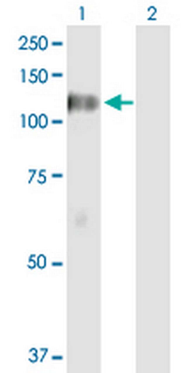 DGKZ Antibody in Western Blot (WB)