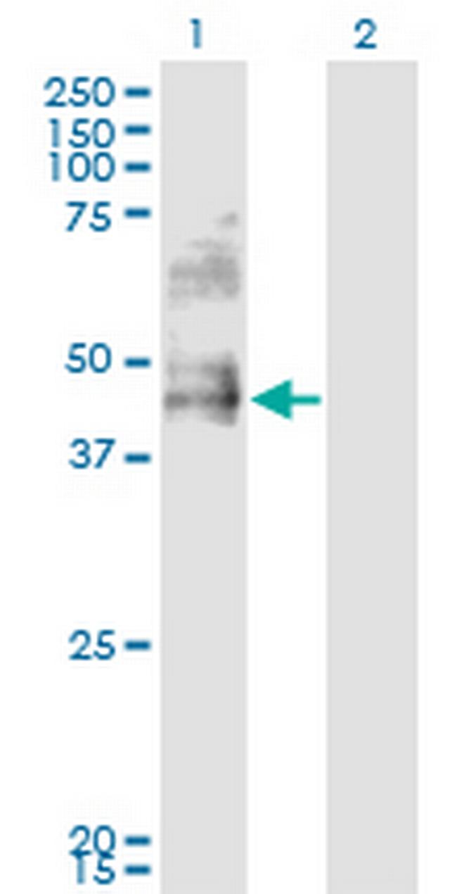 DDO Antibody in Western Blot (WB)