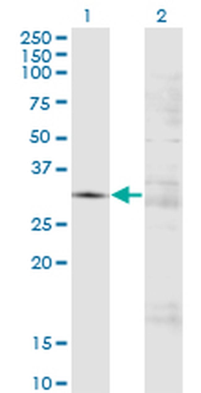 FCN3 Antibody in Western Blot (WB)