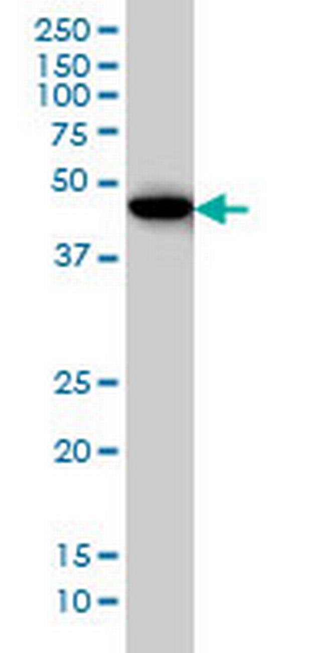 BHLHB2 Antibody in Western Blot (WB)