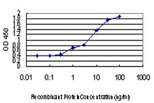 STC2 Antibody in ELISA (ELISA)