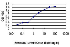 CDC2L5 Antibody in ELISA (ELISA)