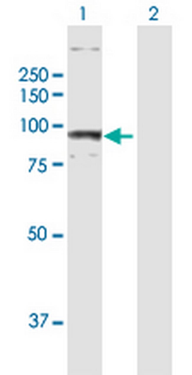 AOC3 Antibody in Western Blot (WB)