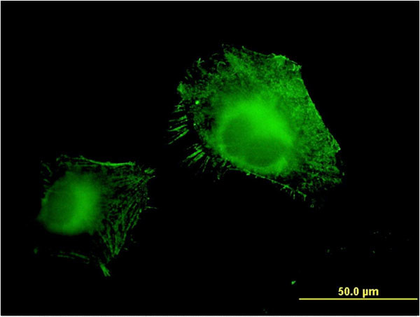 AOC3 Antibody in Immunocytochemistry (ICC/IF)