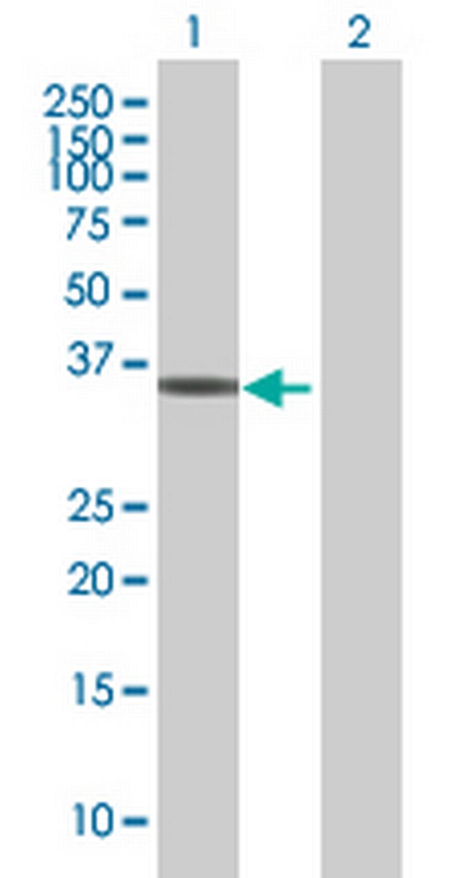 AKR1C3 Antibody in Western Blot (WB)