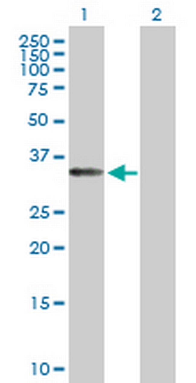 EIF3S1 Antibody in Western Blot (WB)