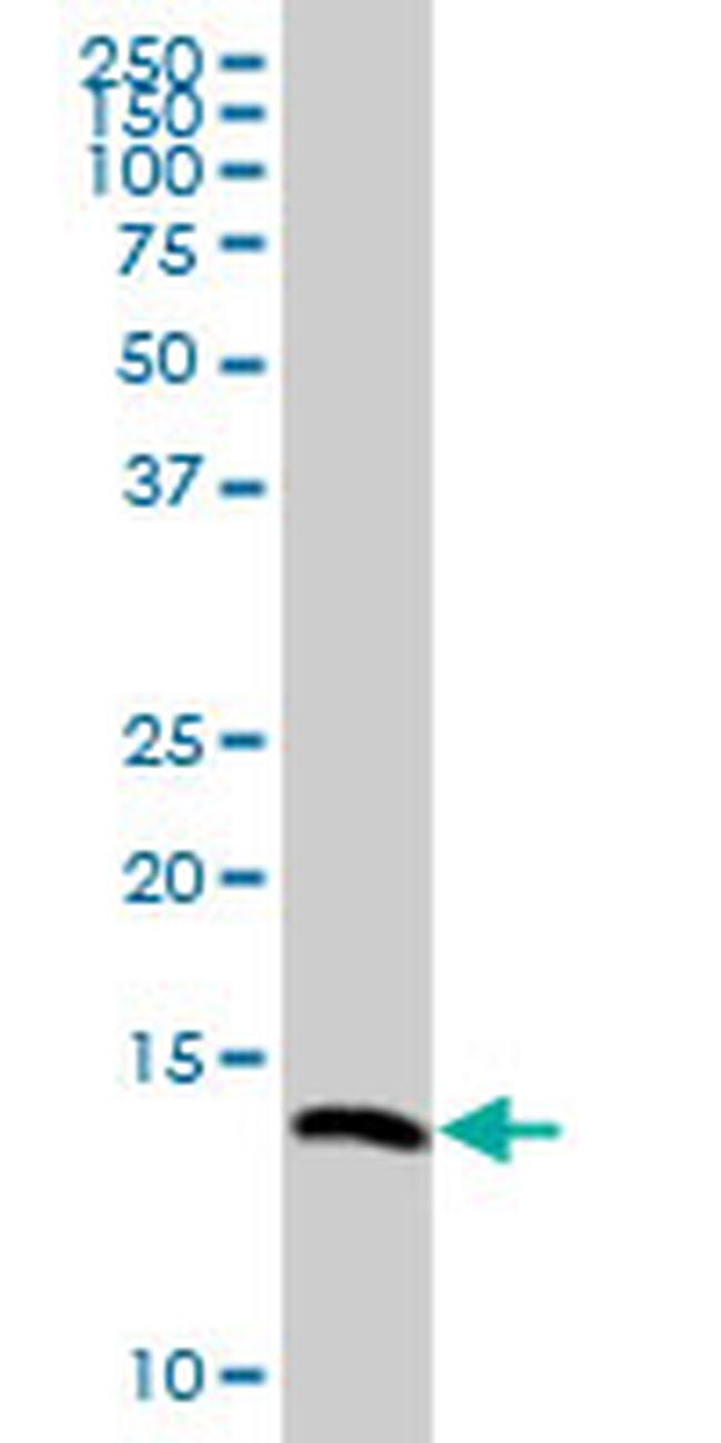 VAMP8 Antibody in Western Blot (WB)