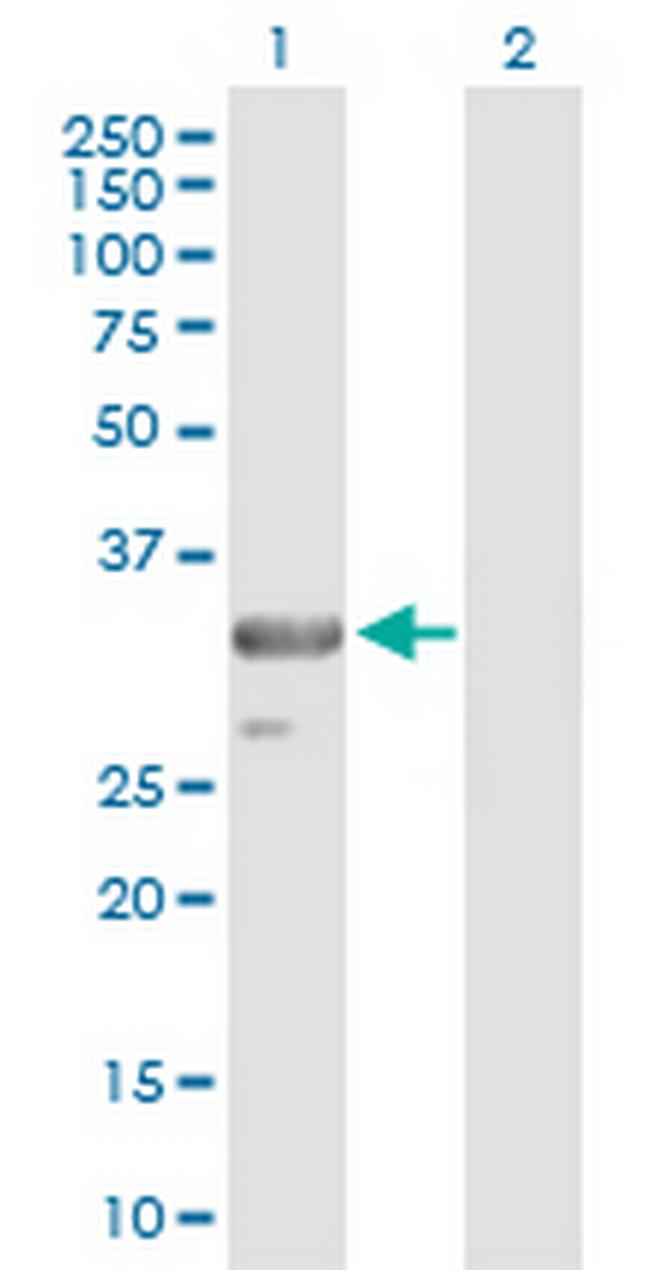 TRADD Antibody in Western Blot (WB)