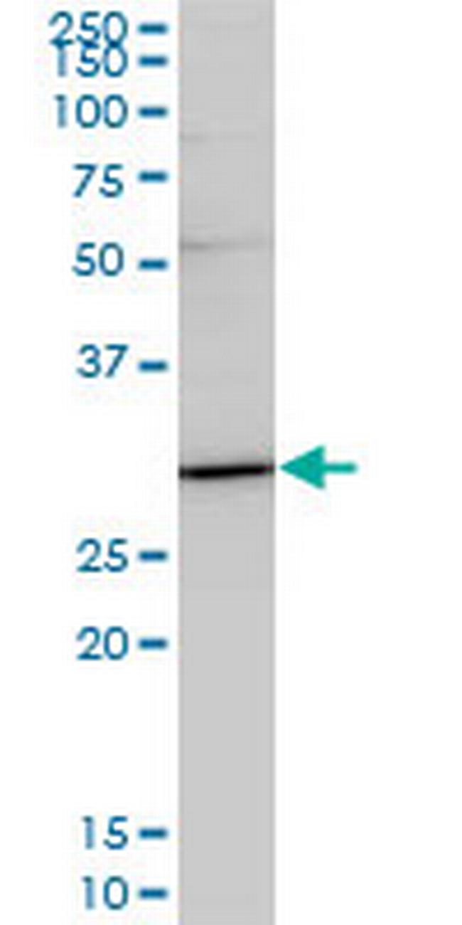 TRADD Antibody in Western Blot (WB)