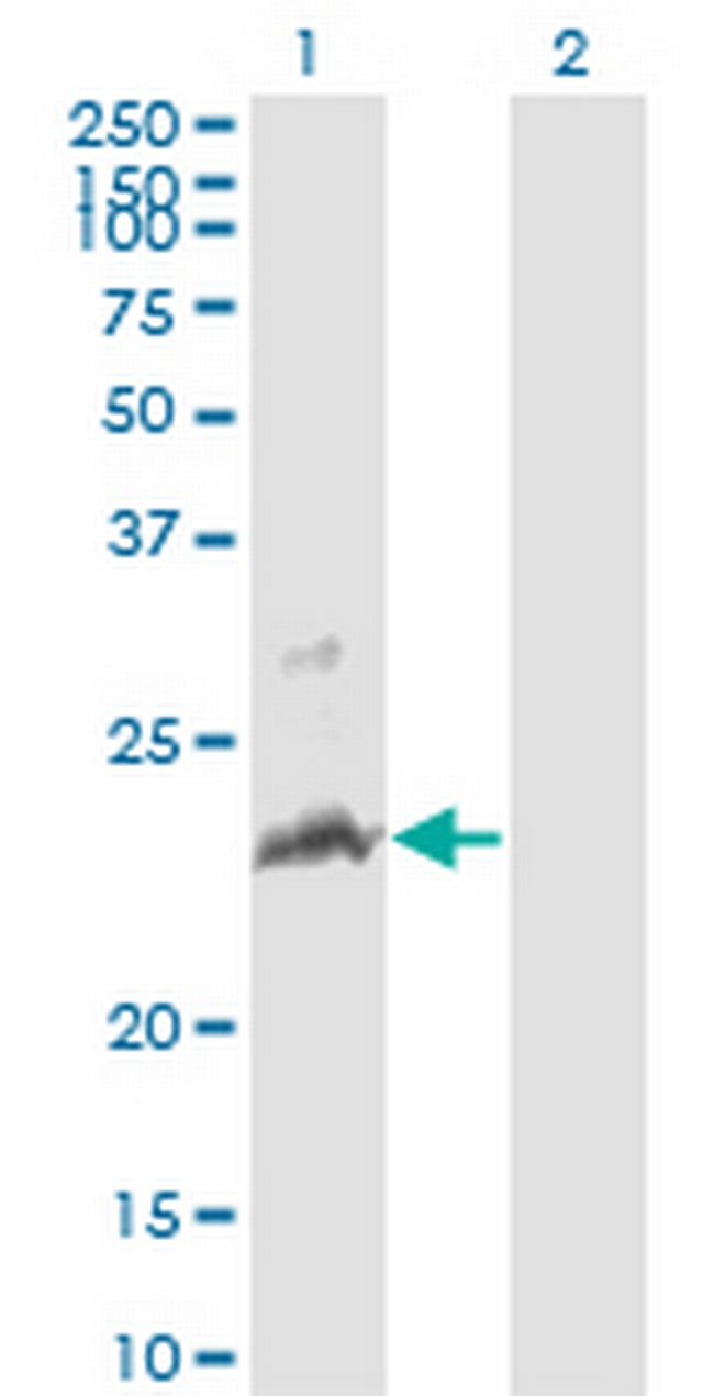 TNFSF14 Antibody in Western Blot (WB)