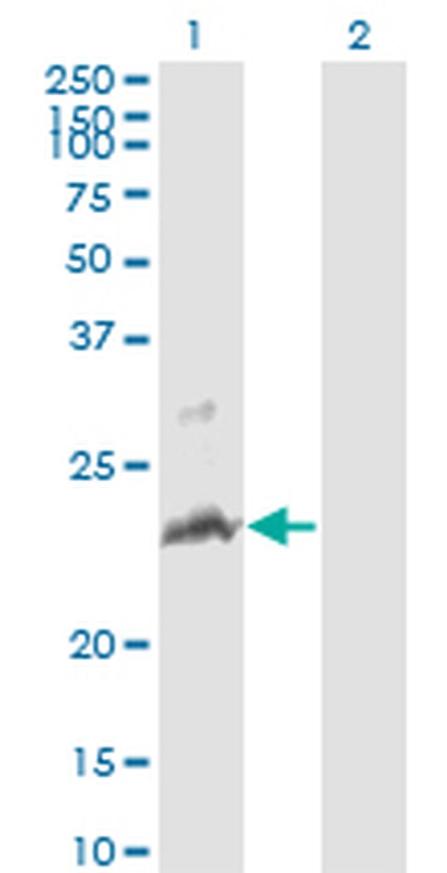 TNFSF14 Antibody in Western Blot (WB)