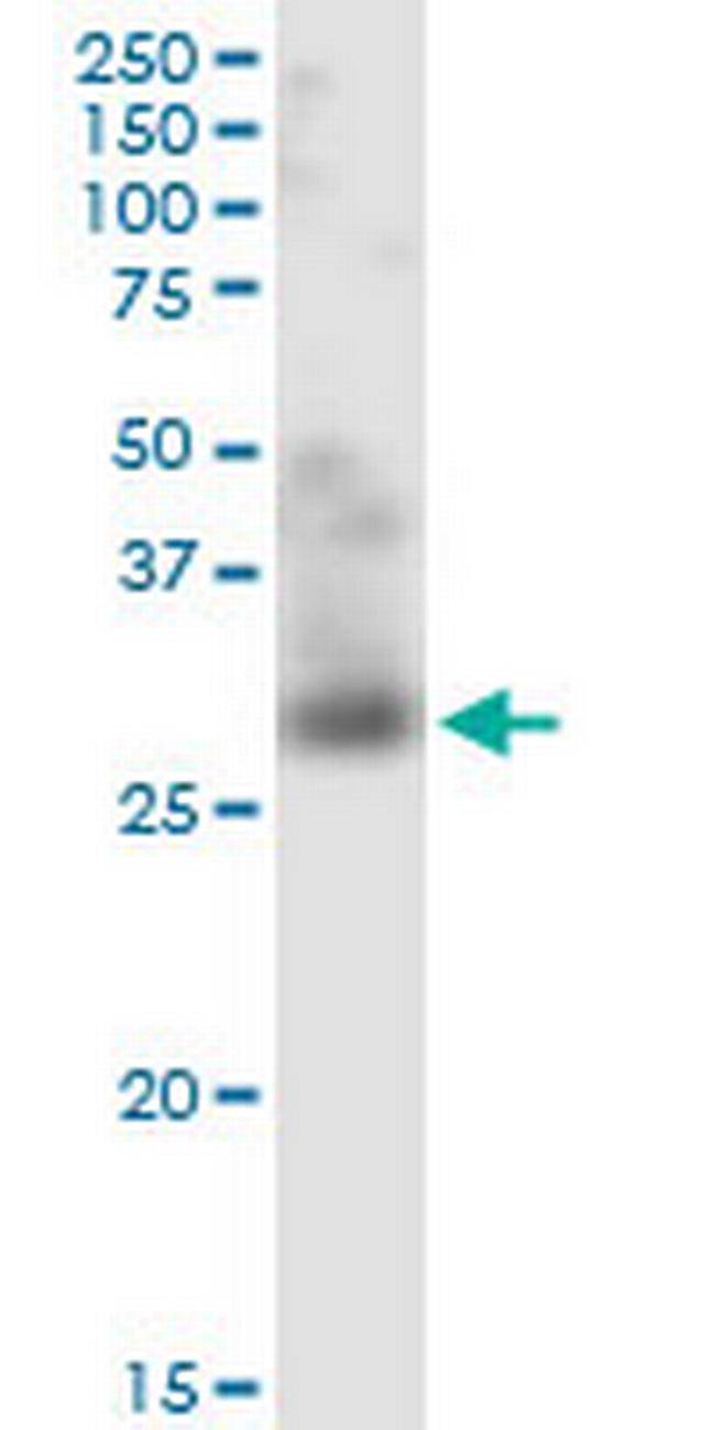 TNFSF12 Antibody in Western Blot (WB)