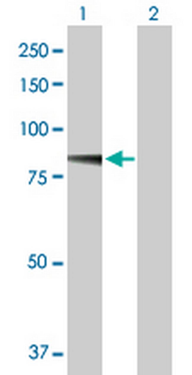 ADAM21 Antibody in Western Blot (WB)