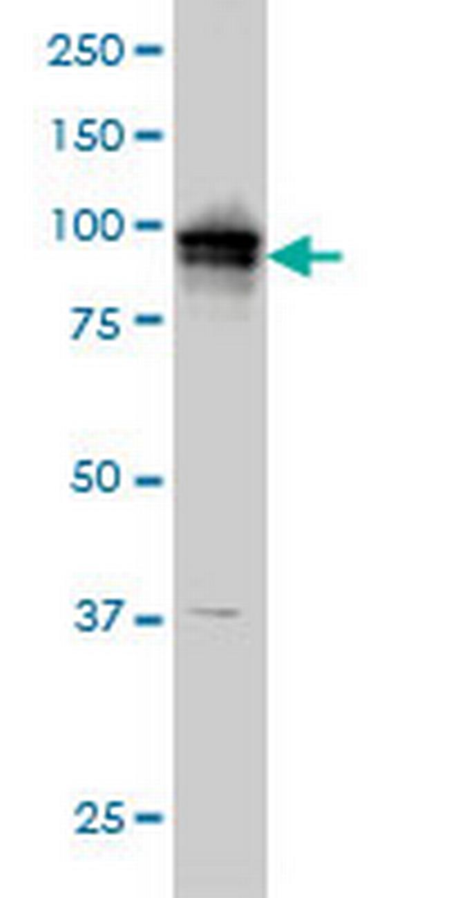 ADAM9 Antibody in Western Blot (WB)