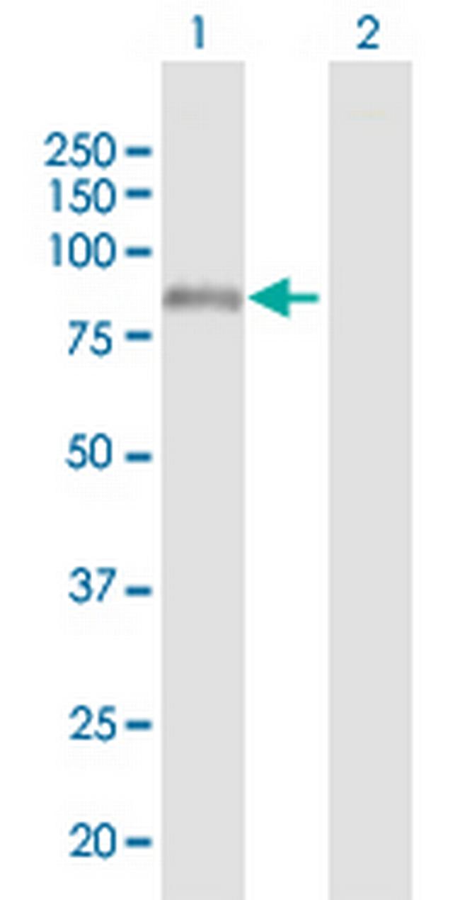 ADAM7 Antibody in Western Blot (WB)