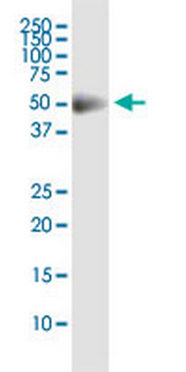 CDS2 Antibody in Western Blot (WB)