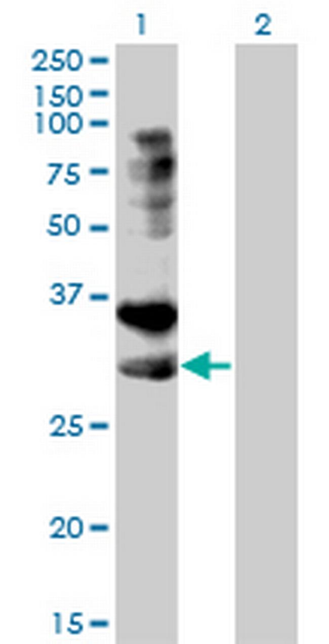 TNFRSF14 Antibody in Western Blot (WB)