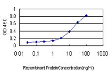 RAB11A Antibody in ELISA (ELISA)