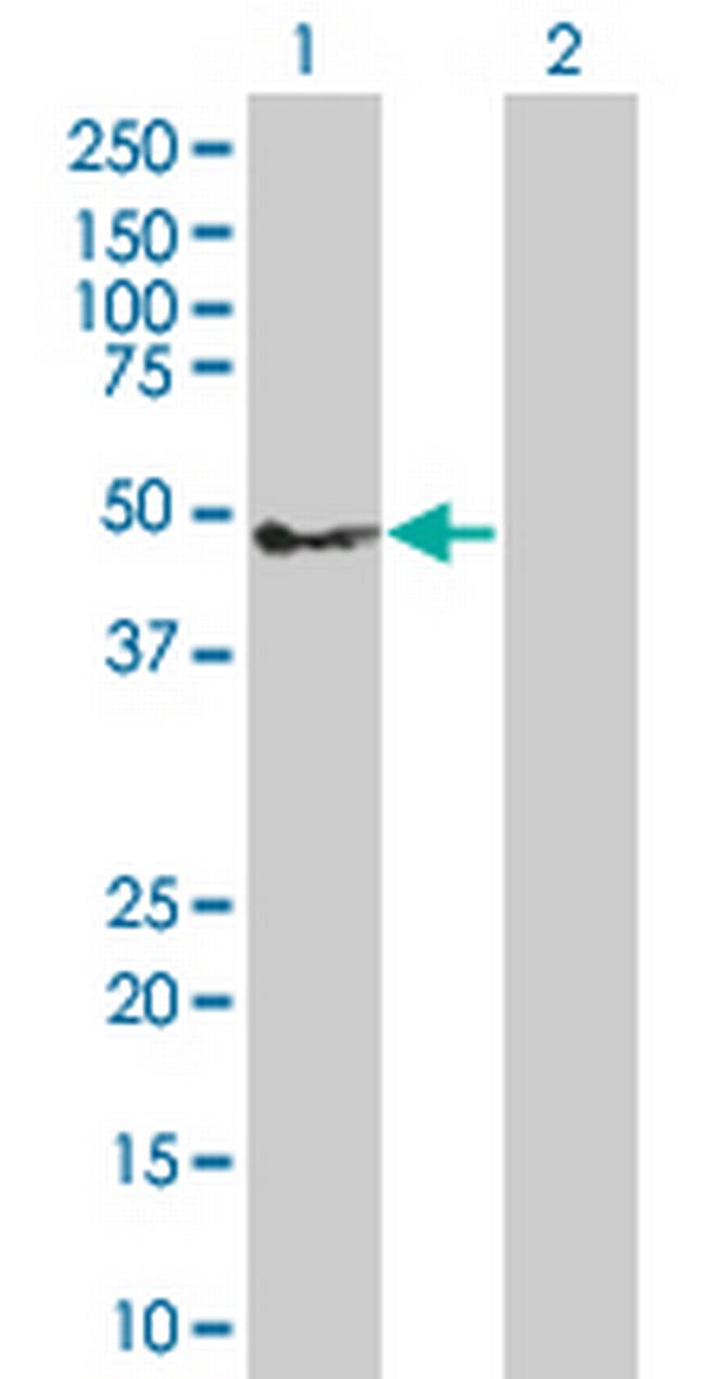 TNFRSF10C Antibody in Western Blot (WB)