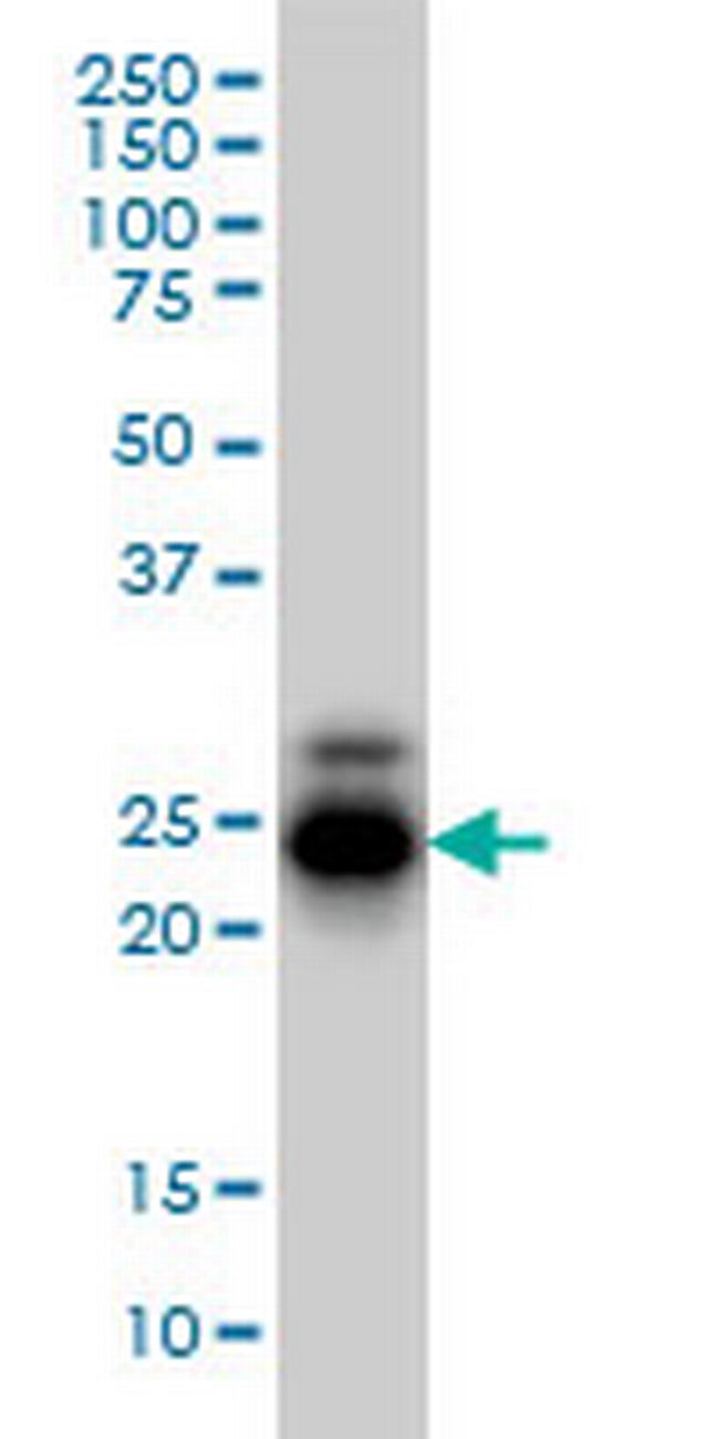 CREG1 Antibody in Western Blot (WB)