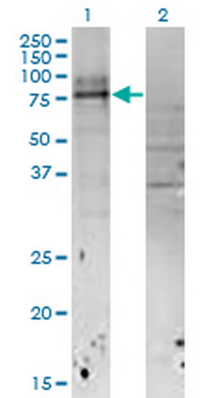 IL18RAP Antibody in Western Blot (WB)