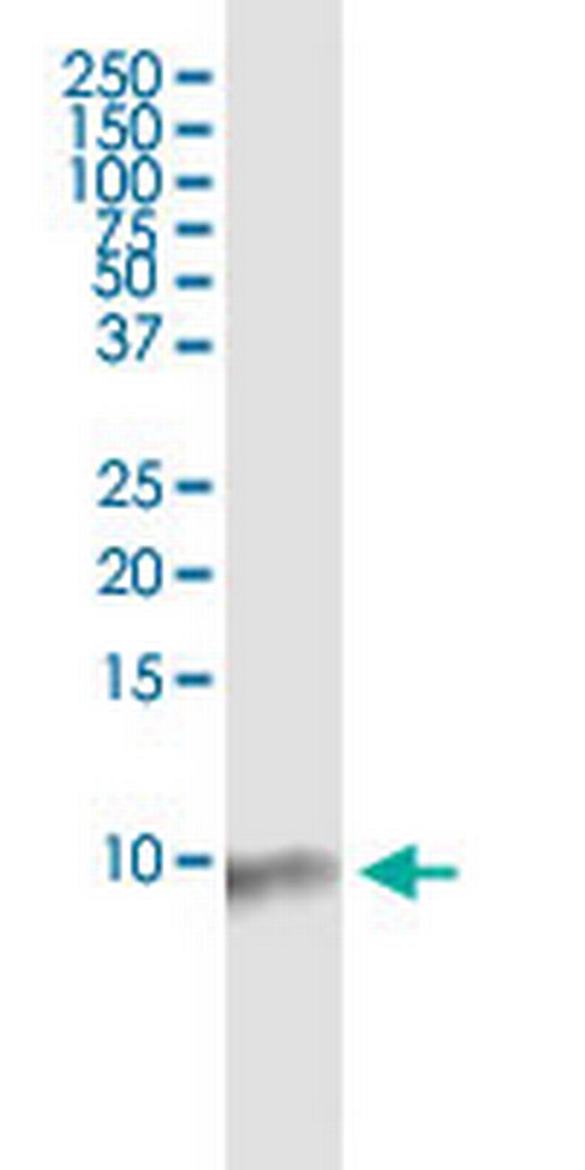 BANF1 Antibody in Western Blot (WB)