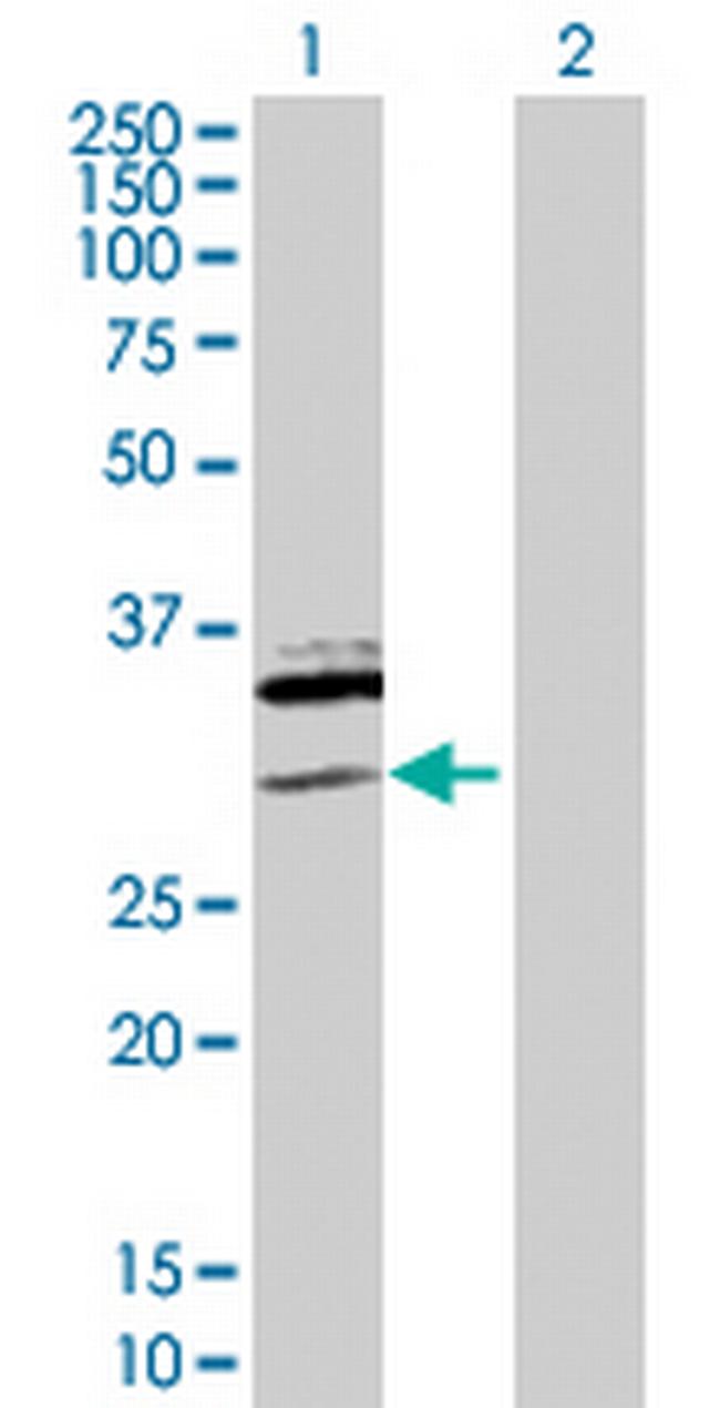 SAP30 Antibody in Western Blot (WB)