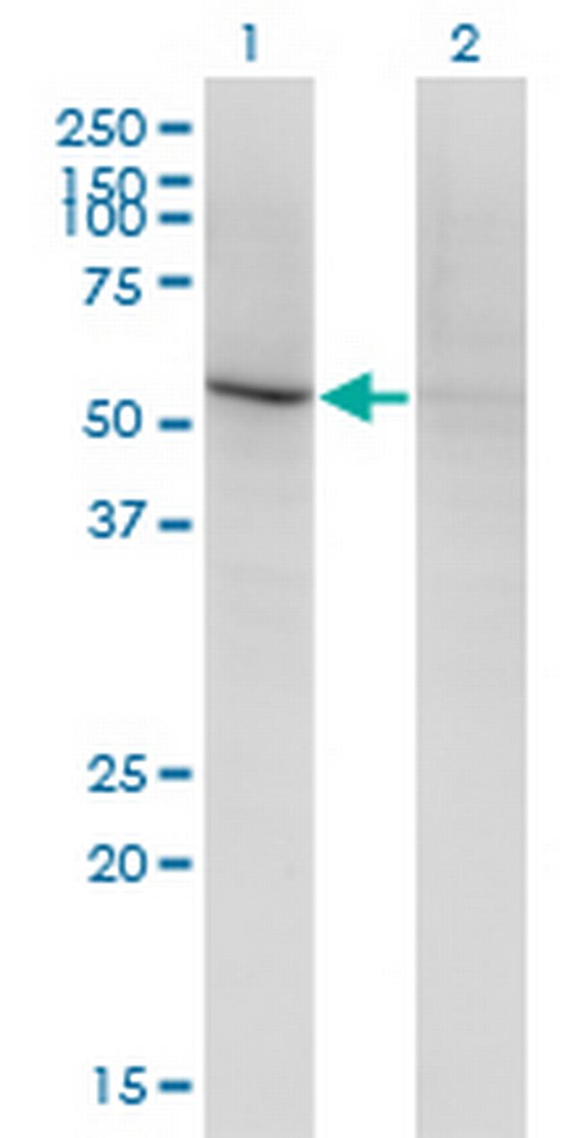 CD84 Antibody in Western Blot (WB)