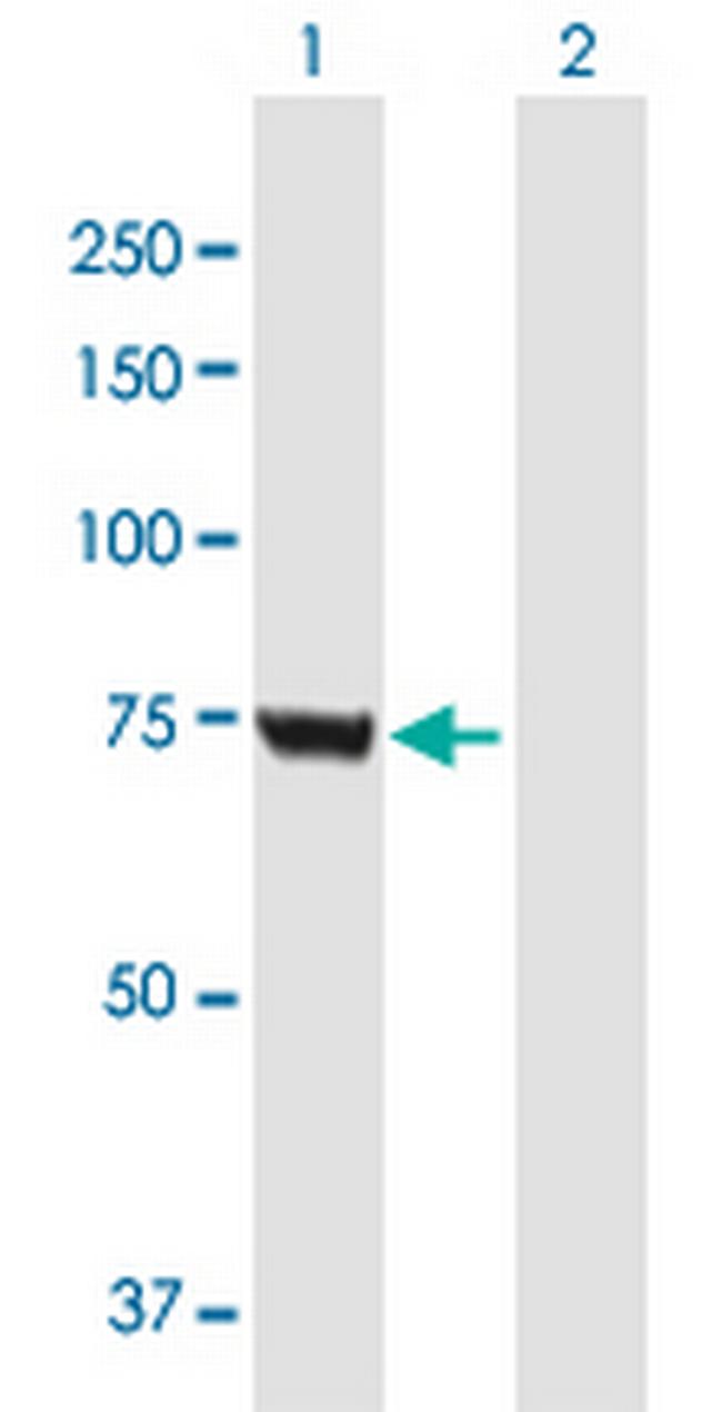 GMPS Antibody in Western Blot (WB)