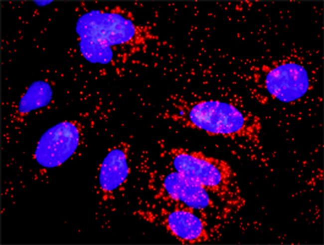 CFLAR Antibody in Proximity Ligation Assay (PLA) (PLA)