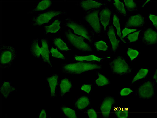 CFLAR Antibody in Immunocytochemistry (ICC/IF)